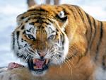 dijwar__&__roni